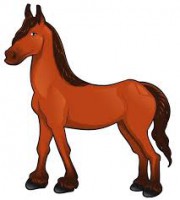 CAVALOS